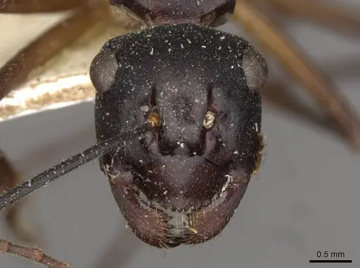 Polyrhachis pyrrhus specimen CASENT0910778 image casent0910778_2