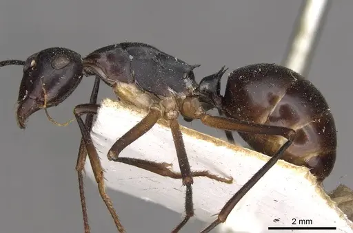 Polyrhachis pyrrhus specimen CASENT0910778 image casent0910778_3