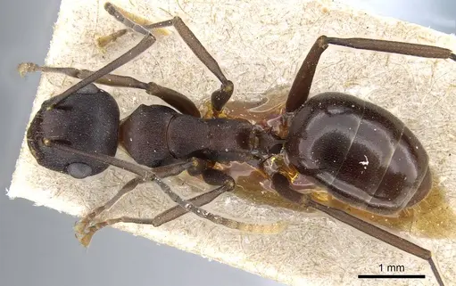 Polyrhachis queenslandica specimen CASENT0905561 image casent0905561_1