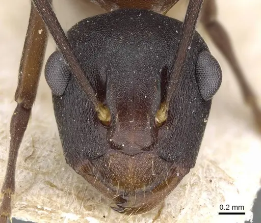 Polyrhachis queenslandica specimen CASENT0905561 image casent0905561_2