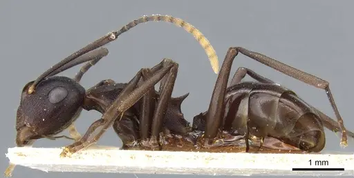 Polyrhachis queenslandica specimen CASENT0905561 image casent0905561_3