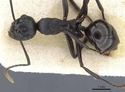 Polyrhachis queenslandica specimen CASENT0905838 image casent0905838_1