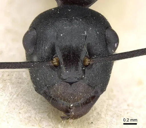 Polyrhachis queenslandica specimen CASENT0905838 image casent0905838_2