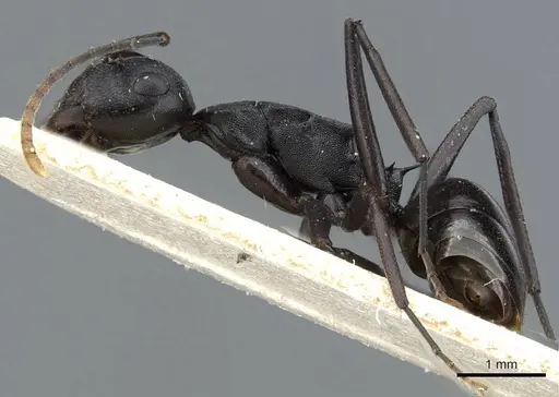 Polyrhachis queenslandica specimen CASENT0905838 image casent0905838_3