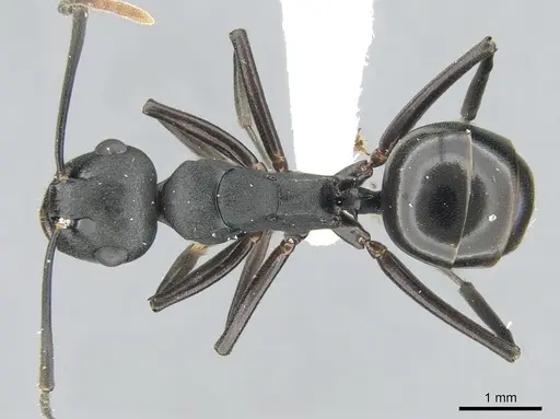 Polyrhachis queenslandica specimen CASENT0906580 image casent0906580_1