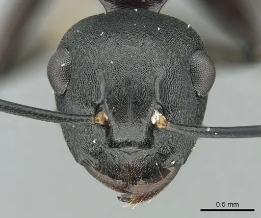 Polyrhachis queenslandica specimen CASENT0906580 image casent0906580_2
