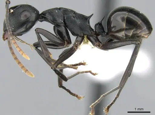 Polyrhachis queenslandica specimen CASENT0906580 image casent0906580_3
