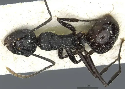 Polyrhachis queenslandica specimen CASENT0912162 image casent0912162_1