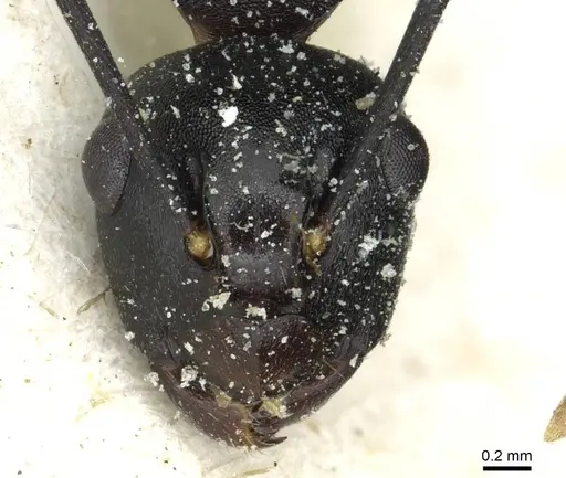 Polyrhachis queenslandica specimen CASENT0912162 image casent0912162_2