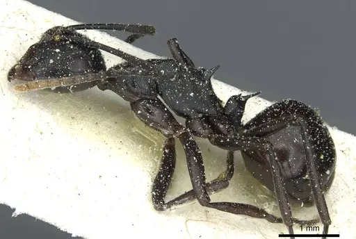 Polyrhachis queenslandica specimen CASENT0912162 image casent0912162_3
