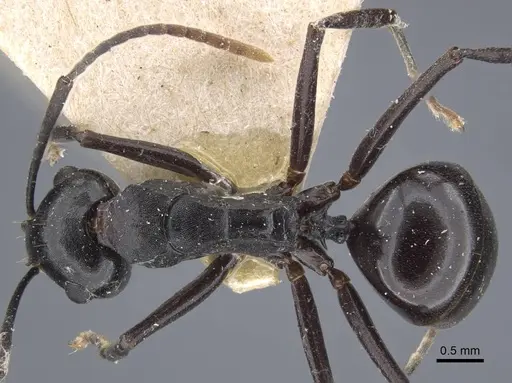 Polyrhachis queenslandica specimen CASENT0917178 image casent0917178_1