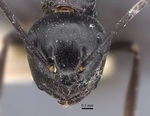 Polyrhachis queenslandica specimen CASENT0917178 image casent0917178_2