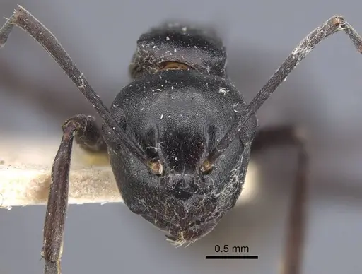 Polyrhachis queenslandica specimen CASENT0917178 image casent0917178_3