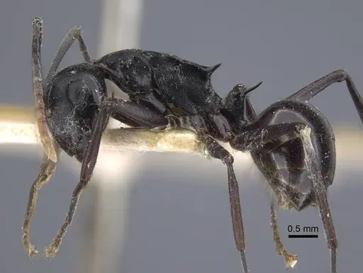 Polyrhachis queenslandica specimen CASENT0917178 image casent0917178_4