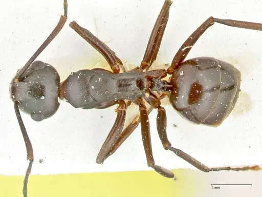 Polyrhachis queenslandica specimen FOCOL2537 image focol2537_1