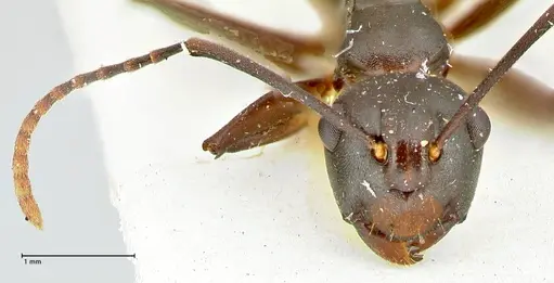 Polyrhachis queenslandica specimen FOCOL2537 image focol2537_2