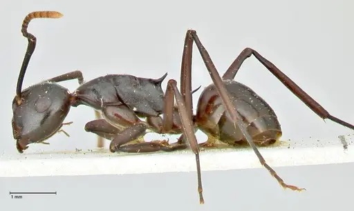 Polyrhachis queenslandica specimen FOCOL2537 image focol2537_3