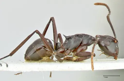 Polyrhachis queenslandica specimen FOCOL2537 image focol2537_4