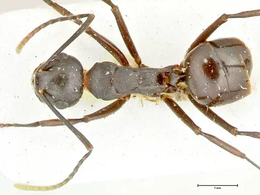 Polyrhachis queenslandica specimen FOCOL2538 image focol2538_1