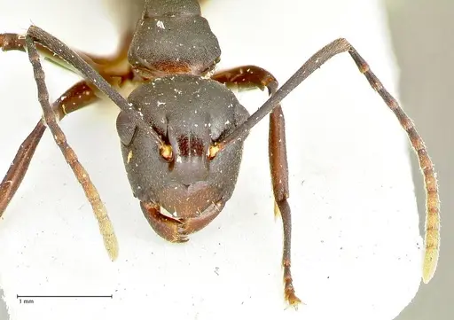 Polyrhachis queenslandica specimen FOCOL2538 image focol2538_2