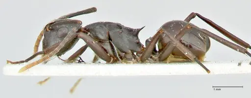 Polyrhachis queenslandica specimen FOCOL2538 image focol2538_3