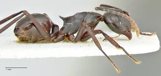 Polyrhachis queenslandica specimen FOCOL2538 image focol2538_4