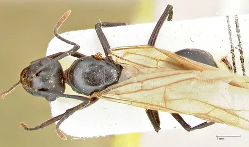 Polyrhachis queenslandica specimen FOCOL2539 image focol2539_1
