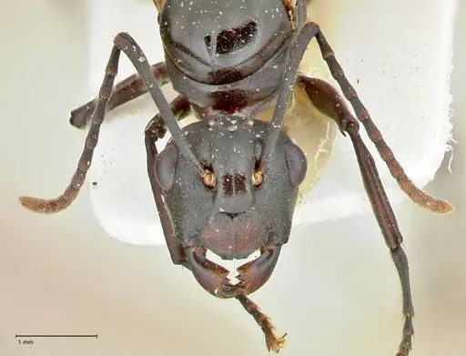 Polyrhachis queenslandica specimen FOCOL2539 image focol2539_2