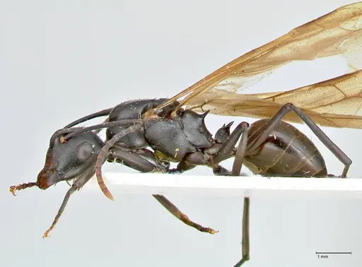 Polyrhachis queenslandica specimen FOCOL2539 image focol2539_3