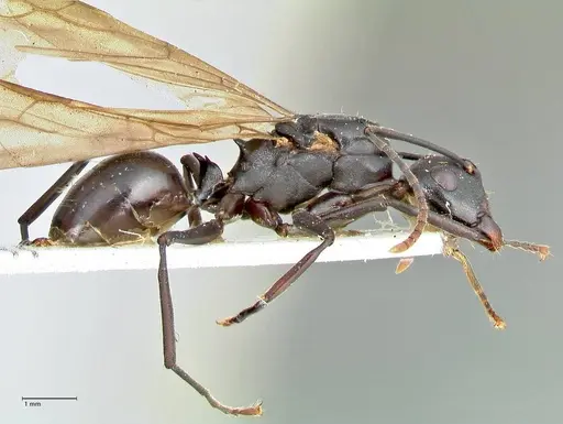 Polyrhachis queenslandica specimen FOCOL2539 image focol2539_4