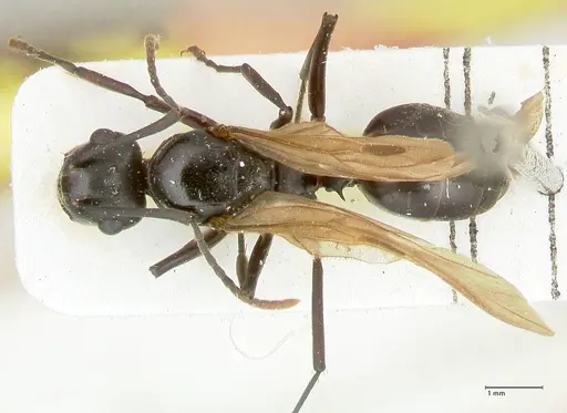 Polyrhachis queenslandica specimen FOCOL2540 image focol2540_1