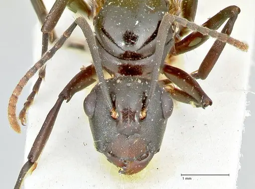 Polyrhachis queenslandica specimen FOCOL2540 image focol2540_2