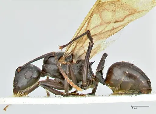 Polyrhachis queenslandica specimen FOCOL2540 image focol2540_3