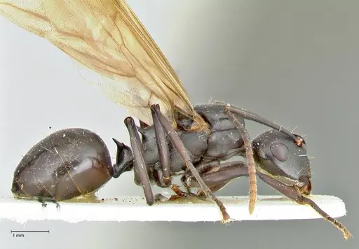 Polyrhachis queenslandica specimen FOCOL2540 image focol2540_4