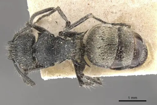 Polyrhachis radicicola specimen CASENT0910819 image casent0910819_1