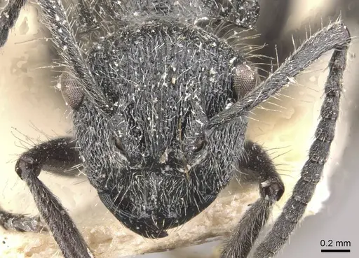 Polyrhachis radicicola specimen CASENT0910819 image casent0910819_2