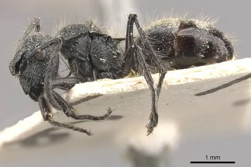 Polyrhachis radicicola specimen CASENT0910819 image casent0910819_3