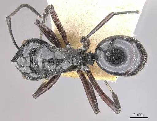 Polyrhachis ralumensis specimen CASENT0910962 image casent0910962_1