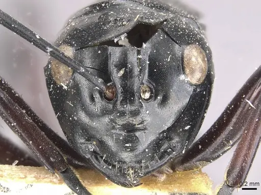 Polyrhachis ralumensis specimen CASENT0910962 image casent0910962_2