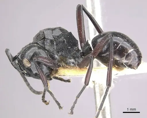Polyrhachis ralumensis specimen CASENT0910962 image casent0910962_3
