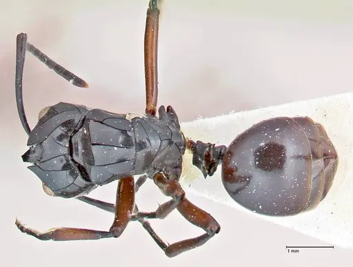 Polyrhachis ralumensis specimen FOCOL2668 image focol2668_1