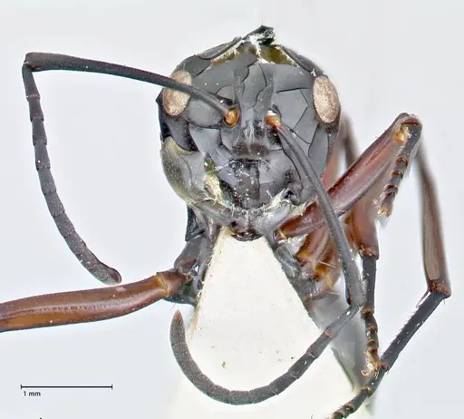 Polyrhachis ralumensis specimen FOCOL2668 image focol2668_2