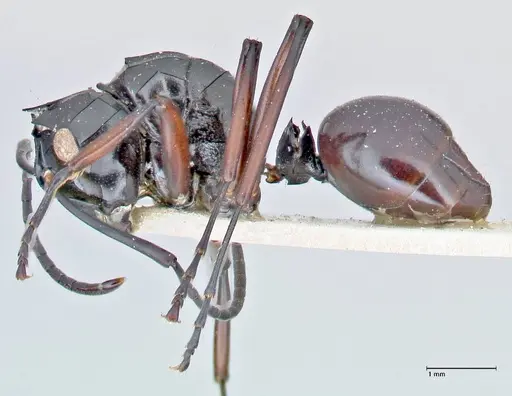 Polyrhachis ralumensis specimen FOCOL2668 image focol2668_3