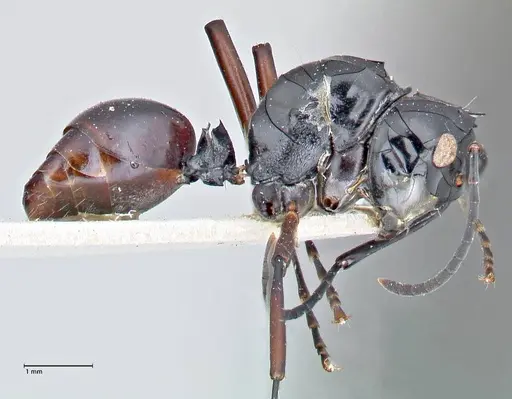 Polyrhachis ralumensis specimen FOCOL2668 image focol2668_4