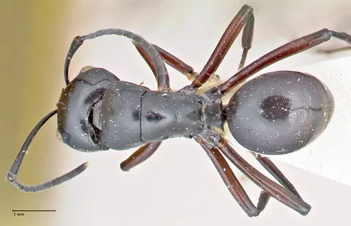 Polyrhachis ralumensis specimen FOCOL2669 image focol2669_1