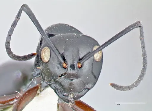 Polyrhachis ralumensis specimen FOCOL2669 image focol2669_2