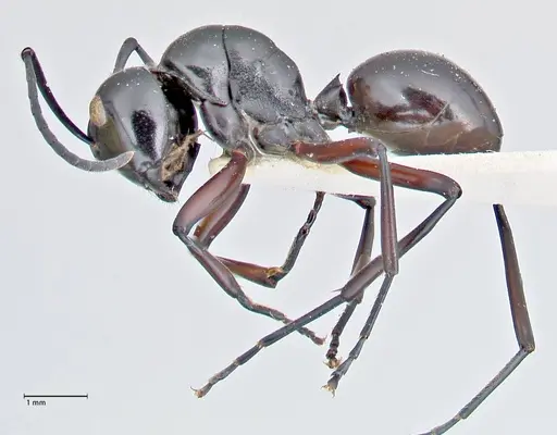 Polyrhachis ralumensis specimen FOCOL2669 image focol2669_3