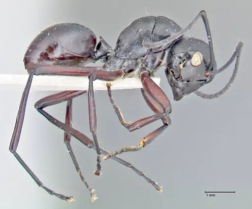 Polyrhachis ralumensis specimen FOCOL2669 image focol2669_4