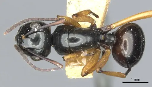 Polyrhachis rastellata specimen CASENT0903407 image casent0903407_1