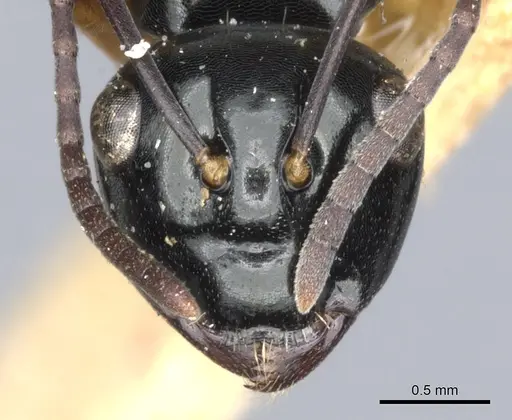 Polyrhachis rastellata specimen CASENT0903407 image casent0903407_2